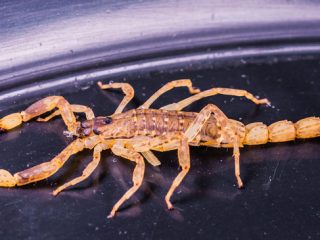 Escorpiones rebozados. Receta exótica fácil
