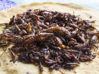Tacos de gusanos de maguey. Receta mexicana
