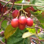 Tomate de árbol o tamarillo. Beneficios y propiedades