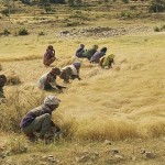 Teff: el cereal de moda