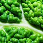 Alimentos para el cerebro