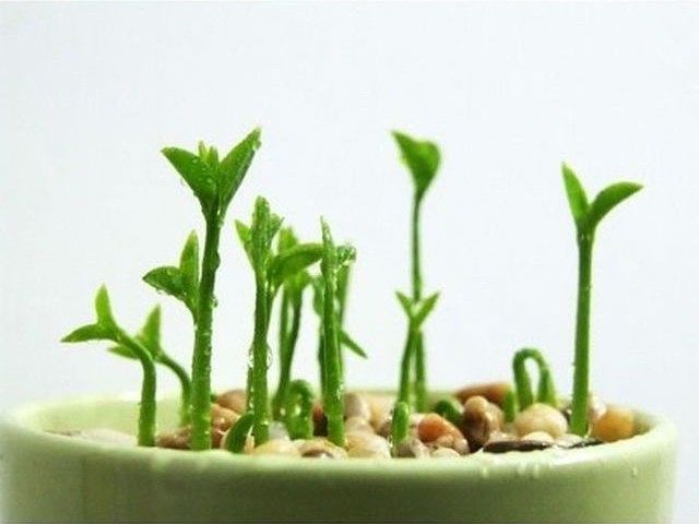 Cómo plantar un Limonero y brotar su semilla en tu huerto urbano