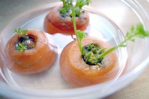 Huerto Urbano: Germinar una Zanahoria sin semilla