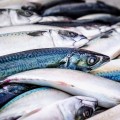 Diferencias entre Pescado Azul y Pescado Blanco