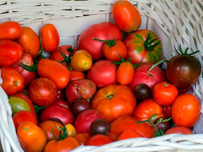 Tipos de tomates y su uso en cocina