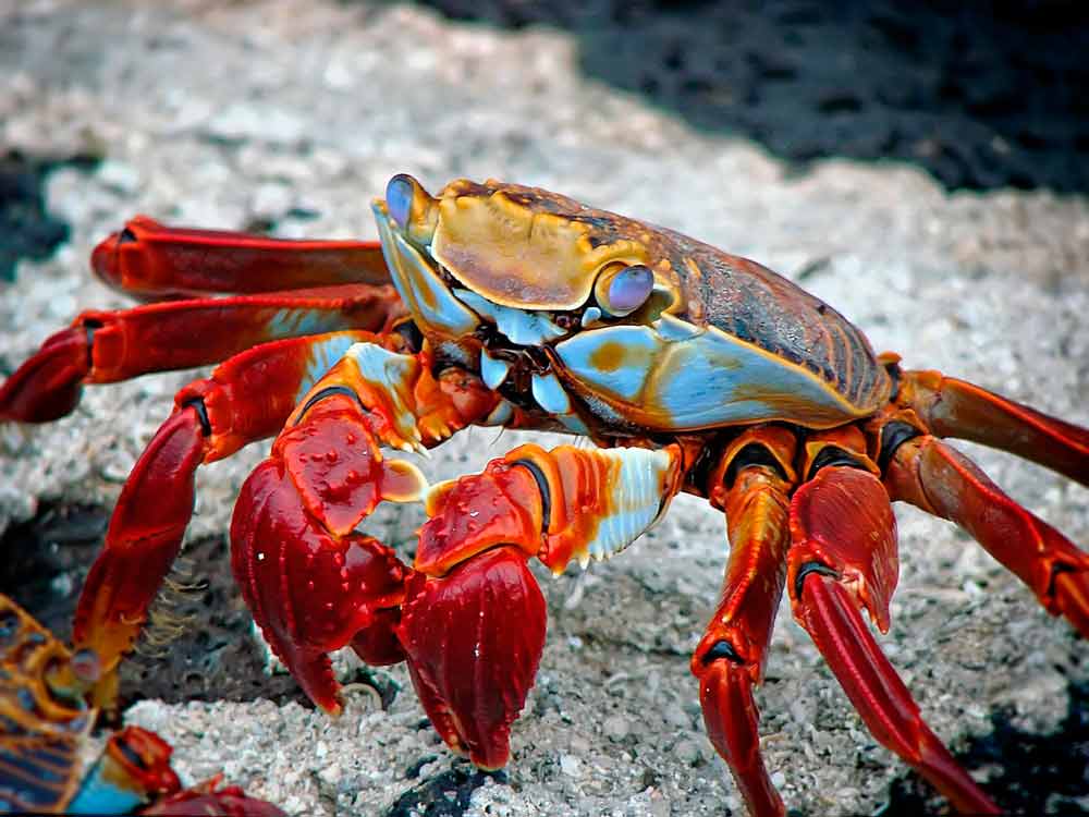 Crab