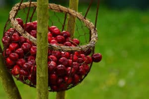 La cereza: Propiedades y recetas