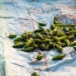 Edamame tostado, un snack natural y saludable que te encantará