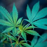 Semillas de Cáñamo: Sus beneficios