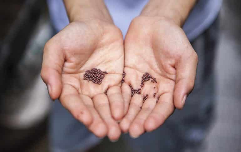 Los tipos de semillas y sus beneficios en tu alimentación