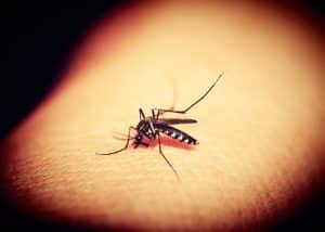 5 trucos caseros para ahuyentar a los mosquitos de verano