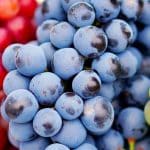 Las uvas: Cinco propiedades y razones para comerlas durante este otoño