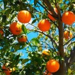 La naranja: Una gran aliada contra la gripe y los resfriados de invierno