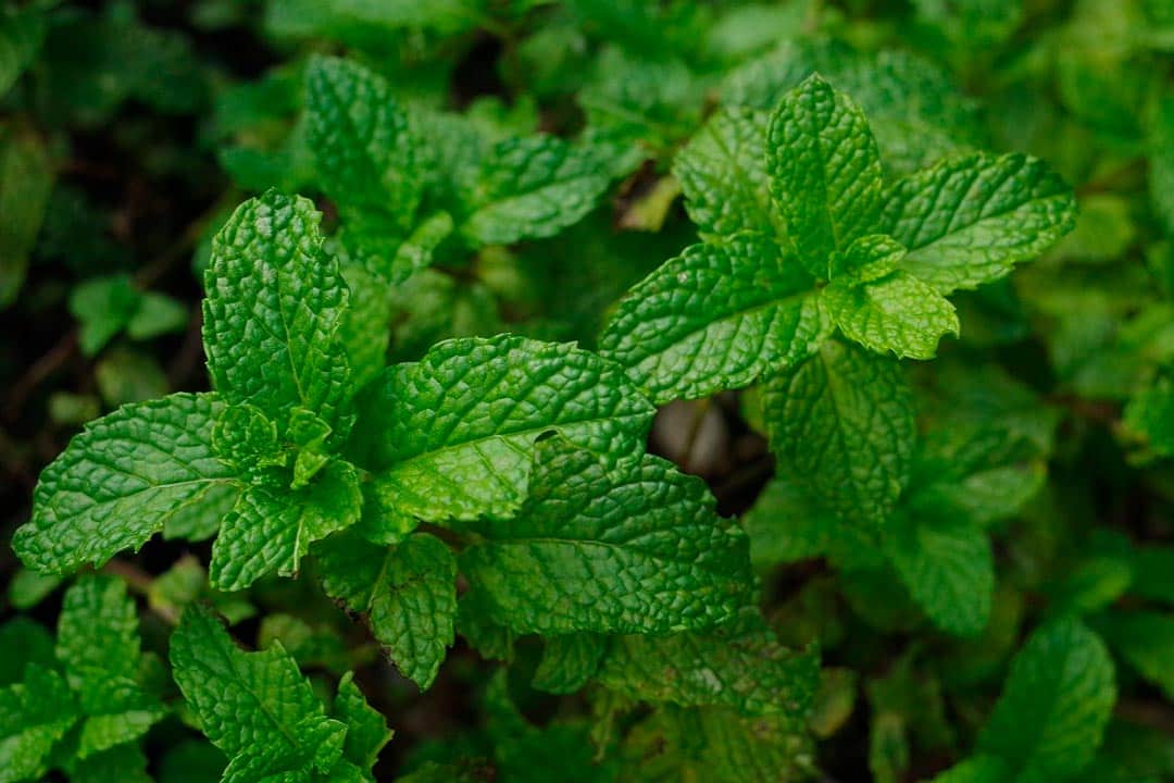 menta para combatir las ganas de comer