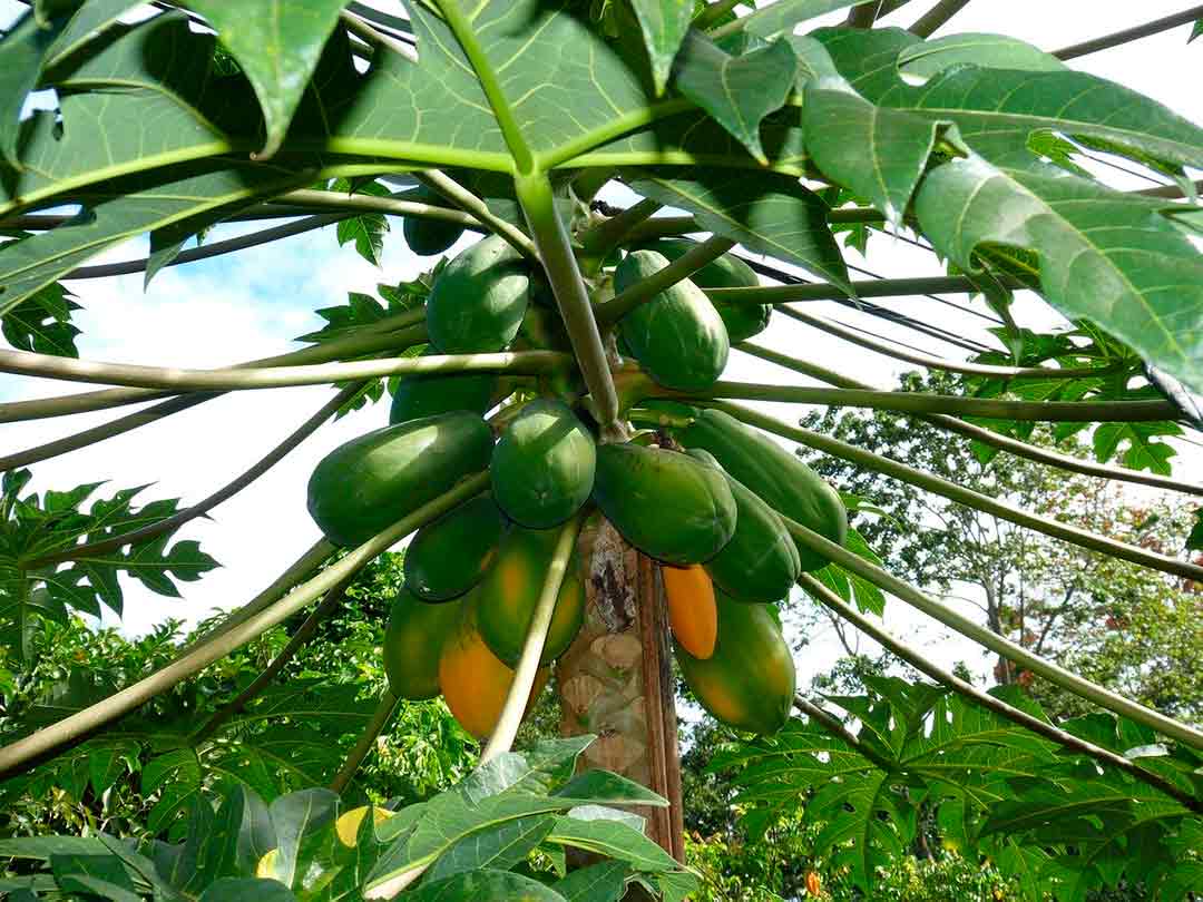 Árbol de la papaya