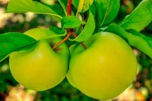 Manzanas verdes en árbol