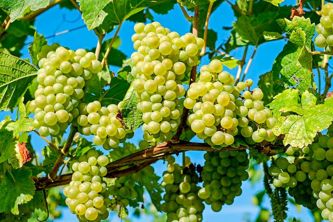 Uvas en viñedo para recolectar en septiembre