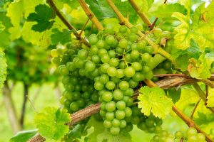 Uvas en viñedo para la elaboración de vinos verdes