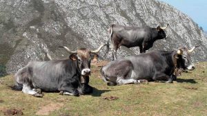 Vaca Tudanca, raza autóctona de Cantabria