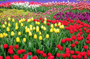 Tulipanes en Amsterdam