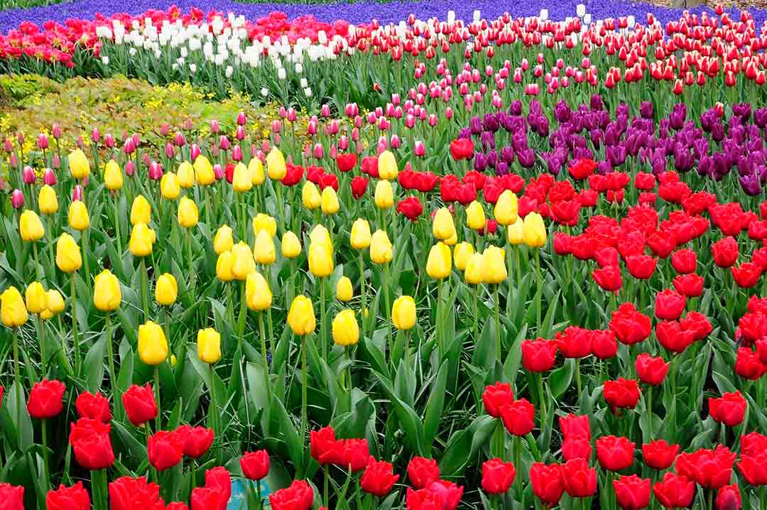 Tulipanes en Amsterdam