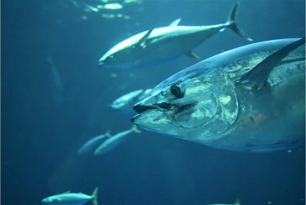 Atún rojo: cómo se pesca, propiedades y usos en la cocina