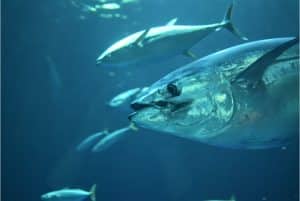 Atún rojo: cómo se pesca, propiedades y usos en la cocina