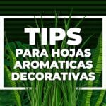 Tips para las hojas aromáticas decorativas