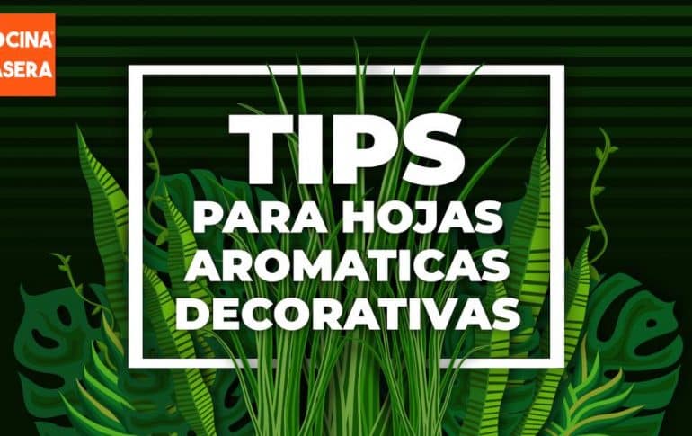 Tips para las hojas aromáticas decorativas